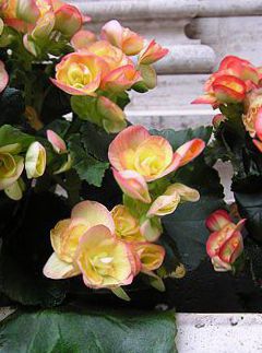 Flores de jardín Begonias De Cera (Begonia semperflorens cultorum)  cultivación y cuidado, foto, características y plantación