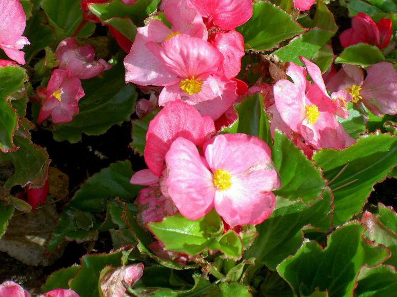 Flores de jardín Begonias De Cera (Begonia semperflorens cultorum)  cultivación y cuidado, foto, características y plantación